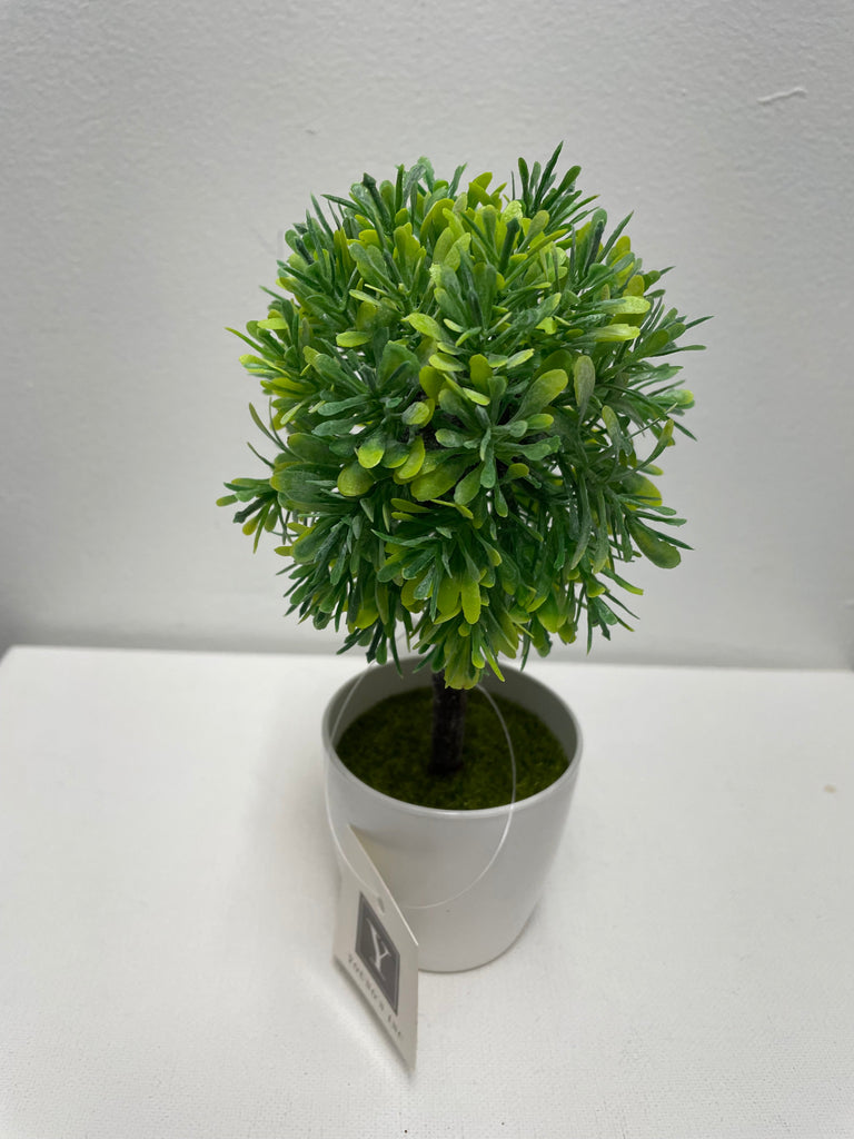 Youngs Inc. Topiary in planter Amanda Queen