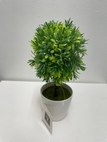 Youngs Inc. Topiary in planter Amanda Queen